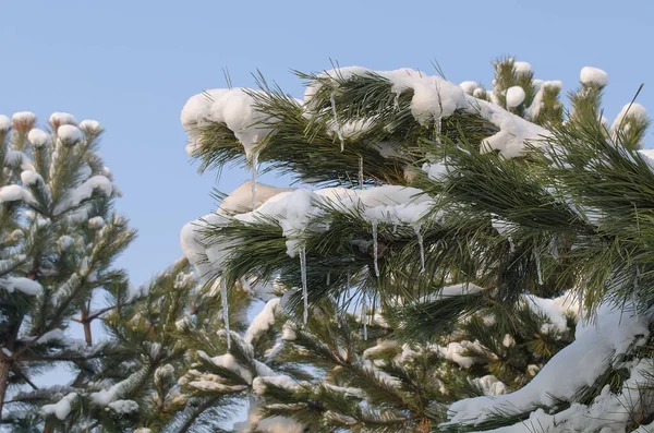 冬のクリスマスツリーの緑の枝 つららと雪 青い空に対して — ストック写真