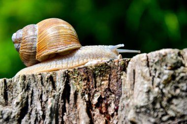 salyangoz kütük üstünde