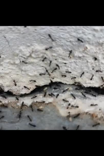 Karıncaların Yaşamı — Stok video