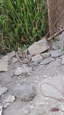 Gerçek Dövüş Kralı Kobra Kedilere Karşı 