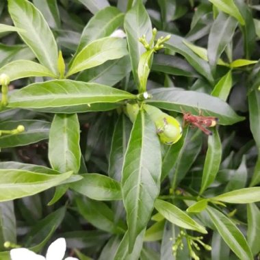 ORNET BİR CATERPILLAR 'a Saldırıyor