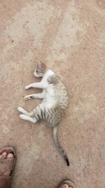 KEDİ KİMDİ KİMDİ VE KEDİ KEDİ KEDİ KARDEMİ ÇALIYOR