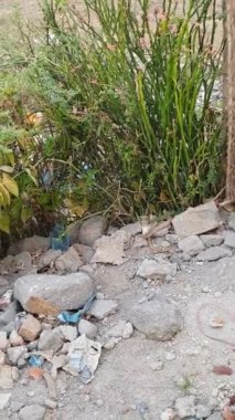 KOBRA Yılan Gerçekleri