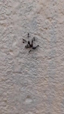 Karınca Takımı / Karınca Güçleri Ekibi Çalışması