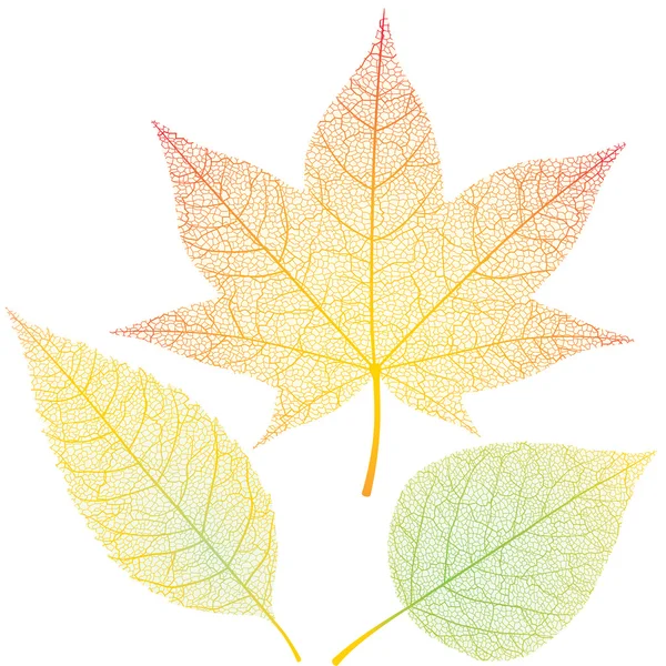 Hojas de otoño — Vector de stock