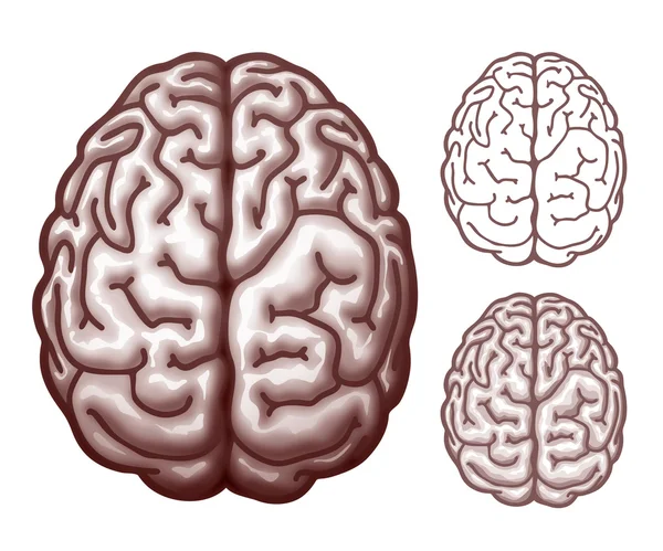 Cerebro. Vista superior — Archivo Imágenes Vectoriales