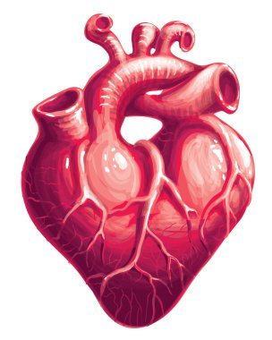 Vector heart clipart