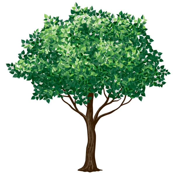 Árvore de folhagem — Vetor de Stock