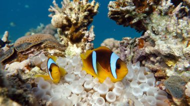 Palyaço balığı amfipriprionu (Amphiprioninae). Kızıl deniz palyaço balığı.