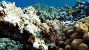 Akrep Balığı, Balık - Kemik Balığı Osteichthyes, Scorpaenidae, Düz Kafalı Akrepler.