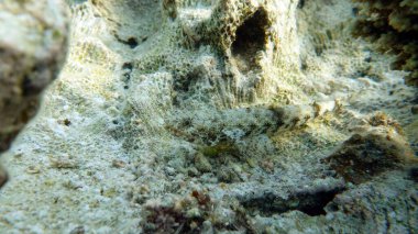 Kızıl Deniz resifinde güzel balıklar.