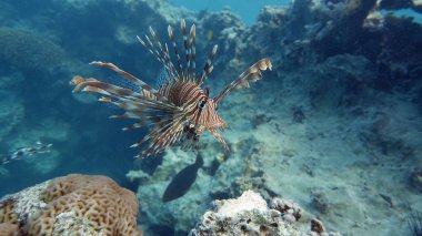 Kızıl Denizde Aslan Balığı.