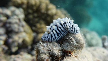 Nudibranchs (Latince: Nudibranchia), Heterobranchia alt sınıfından bir deniz gastropodu müfrezesidir. Bazı türler zehirlidir ve parlak renklere sahiptir. Bütün nüdidallar çift cinsiyetlidir..