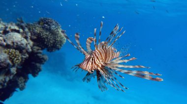 Kızıl Denizde Aslan Balığı.