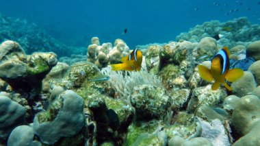 Palyaço balığı amfipriprionu (Amphiprioninae). Kızıl deniz palyaço balığı.