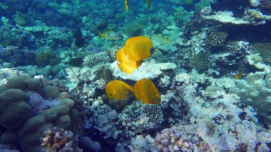 Maskeli kelebek balığı. Balık - bir tür kemik balığı Osteichthyes. Kelebek balığı Chaetodontidae. Maskeli kelebek balığı.