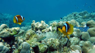 Palyaço balığı amfipriprionu (Amphiprioninae). Kızıl deniz palyaço balığı.