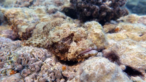 Scorpionfish, Fish - type bone fish Osteichthyes, Scorpaenidae, Flathead scorpenopsis.