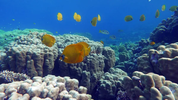 Masked butterflyfish. Fish - a type of bone fish Osteichthyes. Butterfly fish Chaetodontidae. Masked butterfly fish.