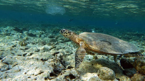 Θαλάσσιες Χελώνες Μεγάλη Reef Turtle Bissa — Φωτογραφία Αρχείου