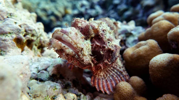 Scorpionfish, Fish - type bone fish Osteichthyes, Scorpaenidae, Flathead scorpenopsis.