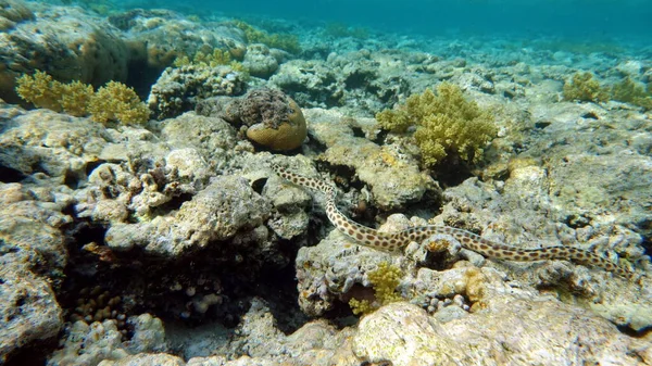 尖った尾虎のウナギは紅海のサンゴ礁を旅する — ストック写真