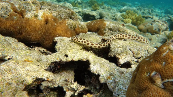 Anguila Tigre Puntiaguda Viaja Través Los Arrecifes Del Mar Rojo —  Fotos de Stock