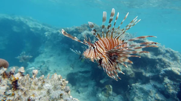 Leeuwenvis Rode Zee — Stockfoto