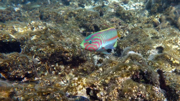 Kızıl Deniz Resifinde Güzel Balıklar — Stok fotoğraf