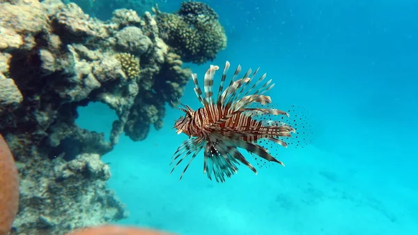 Lion Fish Red Sea — Stock Photo, Image