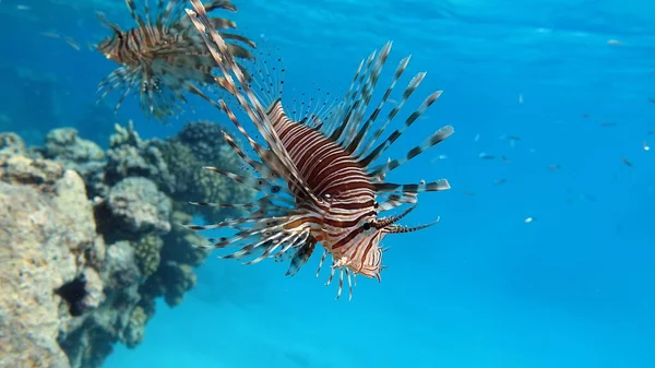 Lion Fish Red Sea — Stock Photo, Image