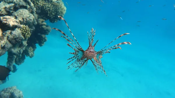 Lejonfisk Röda Havet — Stockfoto