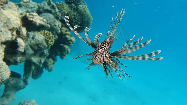 紅海のライオン魚 — ストック写真