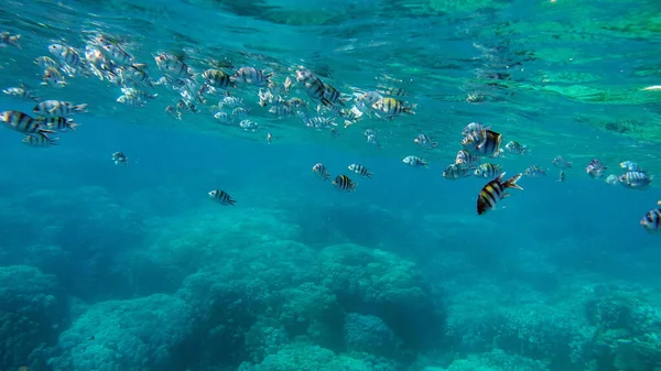산호초에 서식하는 아름다운 물고기 — 스톡 사진