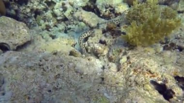 Kızıl Deniz resifinde güzel balıklar.