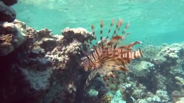 Poisson Lion Dans Mer Rouge Eau Bleue Claire Chasse Nourriture — Video