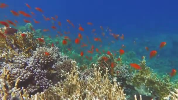 Sea Goldie Las Antias Más Comunes Mar Rojo Los Buzos — Vídeos de Stock