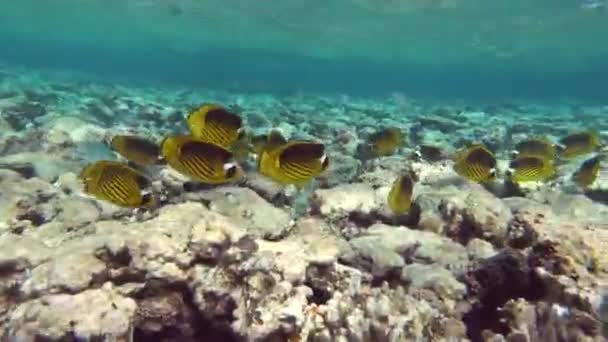 Hermoso Pescado Arrecife Del Mar Rojo — Vídeo de stock