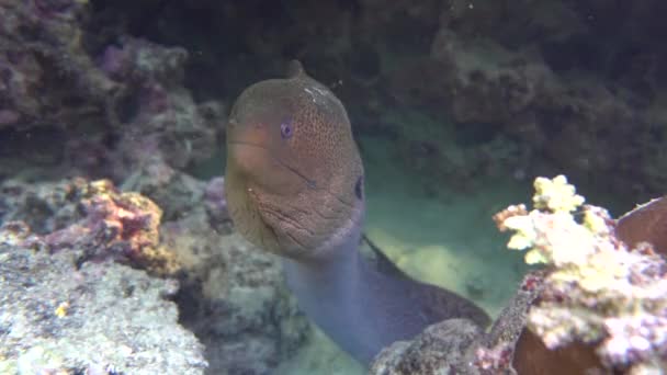 Морские Угри Рыбы Тип Костной Рыбы Osteichthyes Moray Eels Muraenidae — стоковое видео