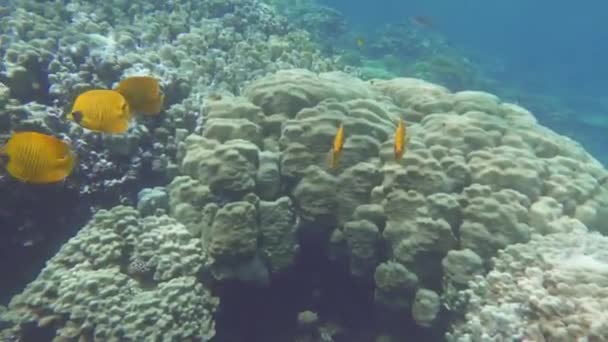 Hermoso Pescado Arrecife Del Mar Rojo — Vídeos de Stock