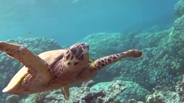 Tortugas Marinas Gran Tortuga Arrecife Bissa — Vídeos de Stock