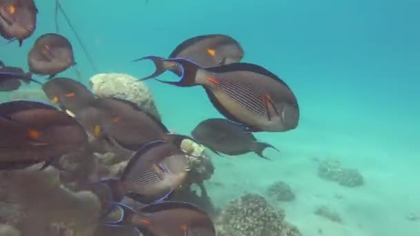 Hermoso Pescado Arrecife Del Mar Rojo — Vídeos de Stock
