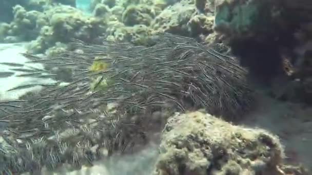 Striped Eel Catfish Eng Plotosus Lineatus Lat Family Plotosidae Grows — стоковое видео