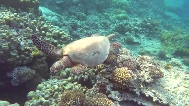 Havssköldpaddor Stor Revsköldpadda Bissa — Stockvideo
