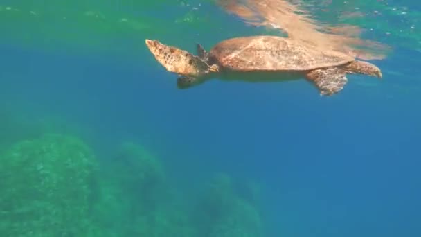 Tartarugas Marinhas Grande Tartaruga Recifal Bissa — Vídeo de Stock