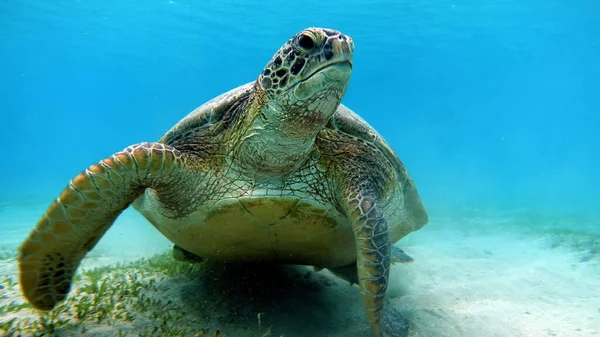 Big Green Turtle Reefs Red Sea — Stock Photo, Image