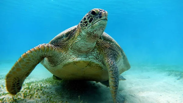 Tortuga Verde Grande Los Arrecifes Del Mar Rojo — Foto de Stock