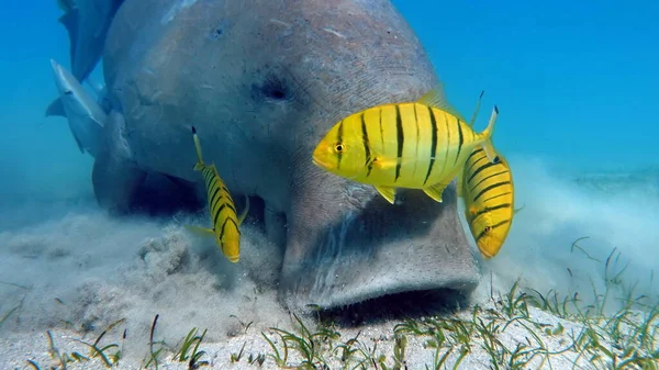 Deniz ineği. Marsa Alam 'daki Deniz İneği. Marsa Mübarek Körfezi.