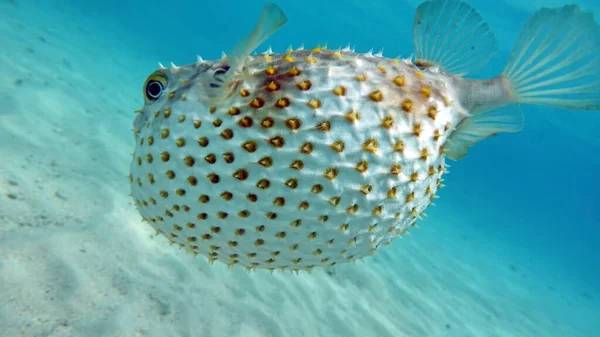 Erizo Pescado Ciclismo Manchas Amarillas Crece Hasta Alimenta Crustáceos Moluscos — Foto de Stock