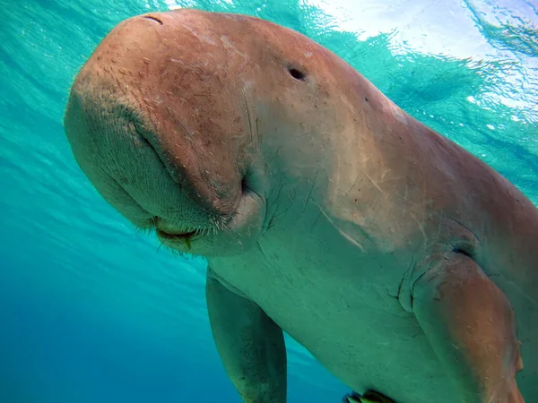 Deniz ineği. Marsa Alam 'daki Deniz İneği. Marsa Mübarek Körfezi.
